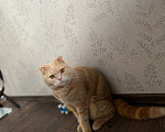 Кошки в других городах Ленинградской области: Котик Мальчик, Бесплатно - фото 3