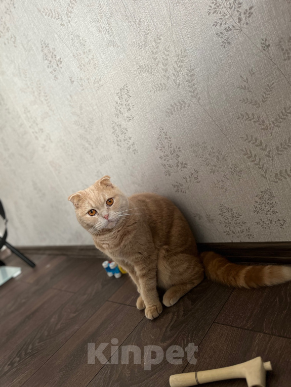 Кошки в других городах Ленинградской области: Котик Мальчик, Бесплатно - фото 3