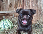 Собаки в Москве: Щенок пти брабансон мальчик Мальчик, 130 000 руб. - фото 5