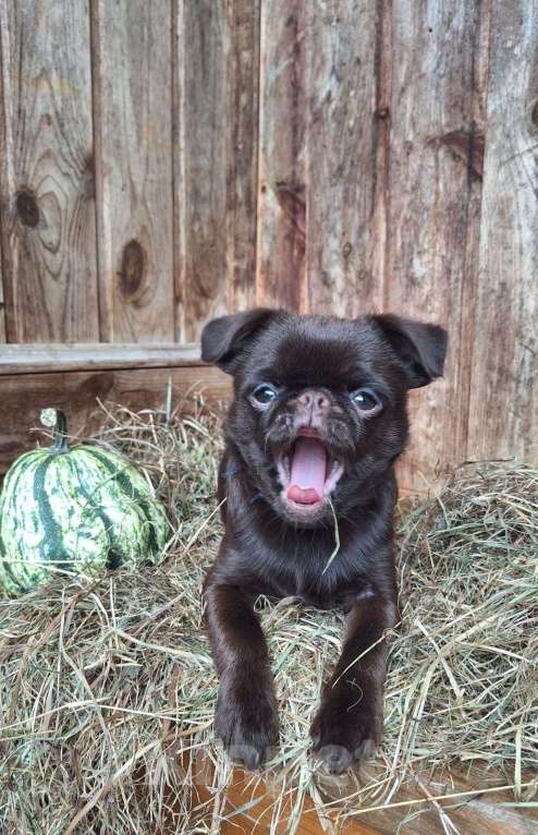 Собаки в Москве: Щенок пти брабансон мальчик Мальчик, 130 000 руб. - фото 5