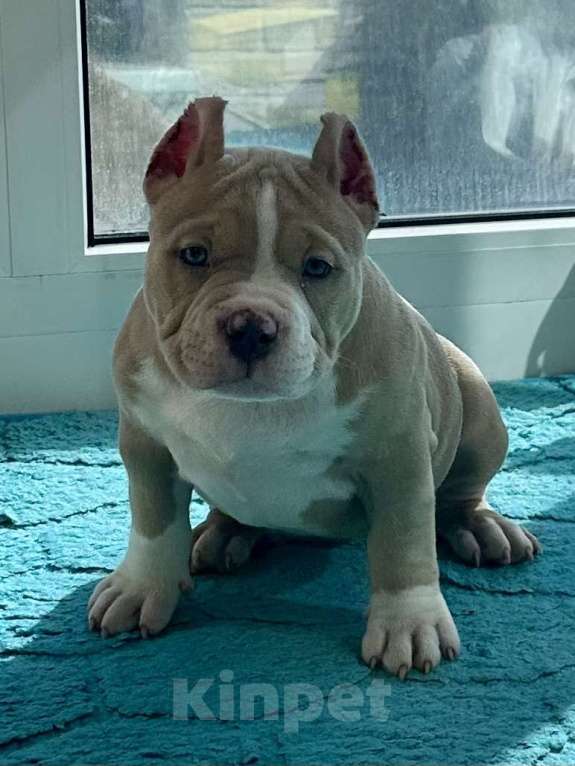Собаки в Лыткарино: Американский Булли Девочка, 200 000 руб. - фото 5