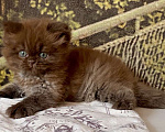 Кошки в Астрахани: Котик Эшли Мальчик, 40 000 руб. - фото 8