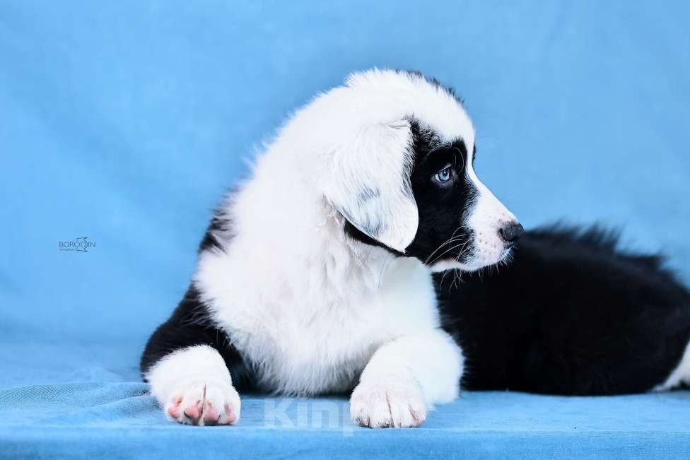 Собаки в других городах Новосибирской области: Щенки австралийской овчарки Девочка, Бесплатно - фото 4