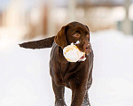 Собаки в Москве: Девочка лабрадор не дорого Девочка, Бесплатно - фото 2