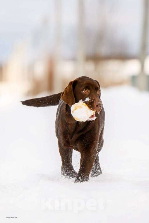 Собаки в Москве: Девочка лабрадор не дорого Девочка, Бесплатно - фото 2
