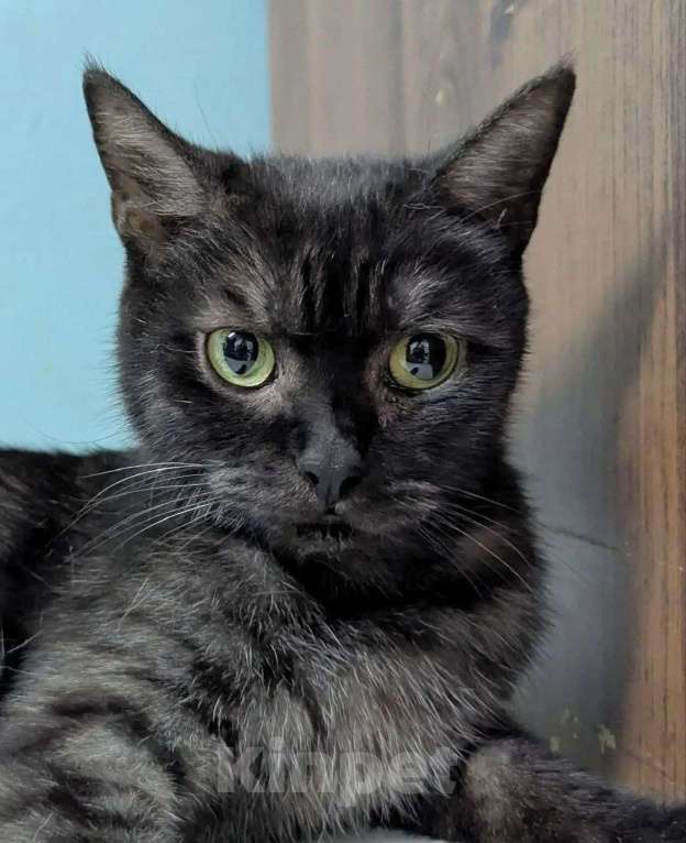 Кошки в Москве: Мишель ищет дом Девочка, Бесплатно - фото 1