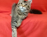 Кошки в других городах Владимирской области: кошка мейн кун Девочка, 55 000 руб. - фото 1