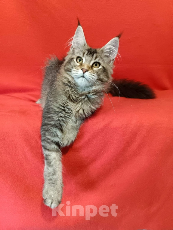 Кошки в других городах Владимирской области: кошка мейн кун Девочка, 55 000 руб. - фото 1