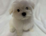 Собаки в Самаре: Мальтийская болонка мини Мальчик, 70 000 руб. - фото 1