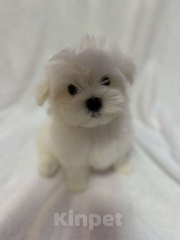 Собаки в Самаре: Мальтийская болонка мини Мальчик, 70 000 руб. - фото 1