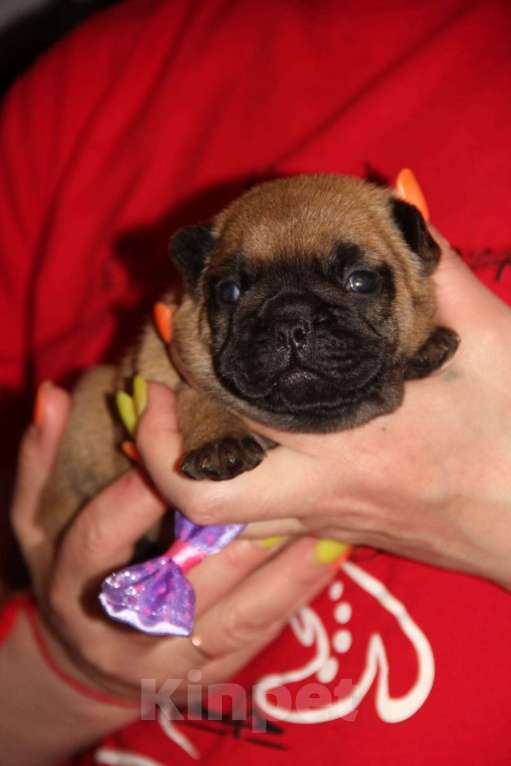 Собаки в Вологде: Щенки  французского бульдога девочки  Девочка, Бесплатно - фото 2