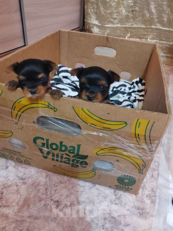 Собаки в Пензе: Йоркширский терьер щеночки Разнополые, 20 000 руб. - фото 3