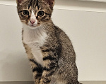 Кошки в Москве: Котята в добрые руки Мальчик, Бесплатно - фото 4
