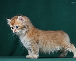 Кошки в Воронеже: Британская длинношёрстная девочка Девочка, 25 000 руб. - фото 5