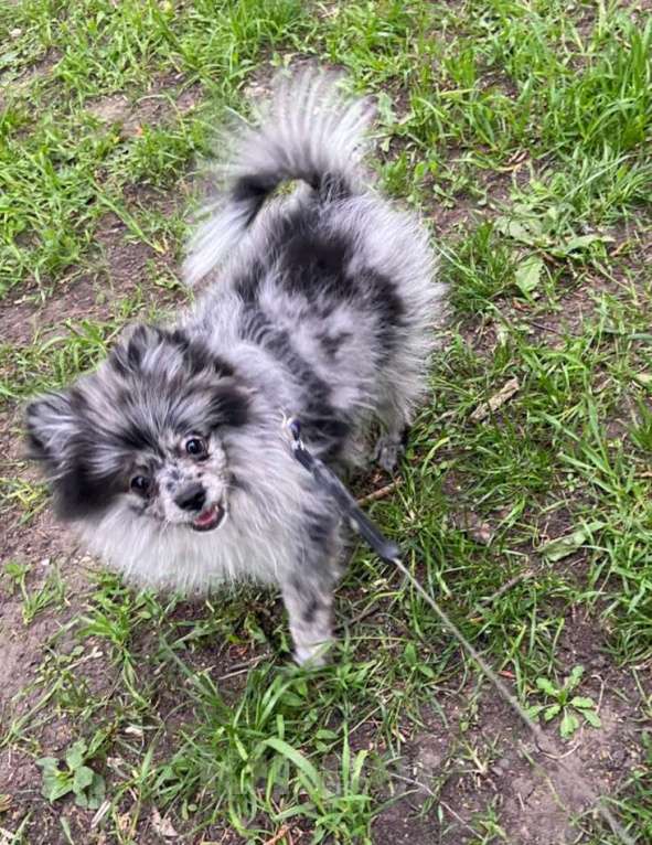 Собаки в Москве: Девочка малого немецкого шпица  Девочка, 40 000 руб. - фото 4