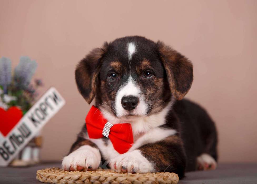 Собаки в других городах Ленинградской области: Триколорный мальчик вельш корги кардиган  Мальчик, 60 000 руб. - фото 1