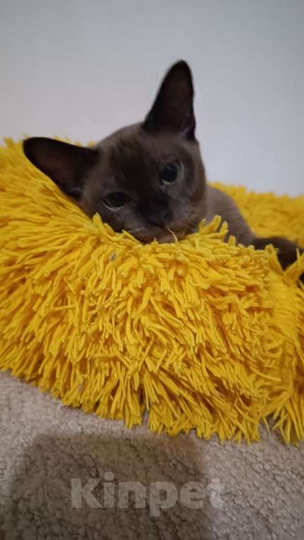 Кошки в Ростове-на-Дону: Кошечка европейской Бурмы  Девочка, 65 000 руб. - фото 4