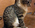 Кошки в Москве: Бенгальский котенок (метис) Лео, 10 месяцев, Бесплатно - фото 5