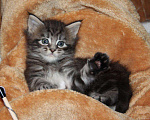 Кошки в Ливны: Сибирские котята, 9 000 руб. - фото 2