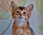 Кошки в Ливны: Абиссинские котята, 35 000 руб. - фото 2