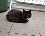 Кошки в Мичуринске: Пушистый котенок, Бесплатно - фото 6