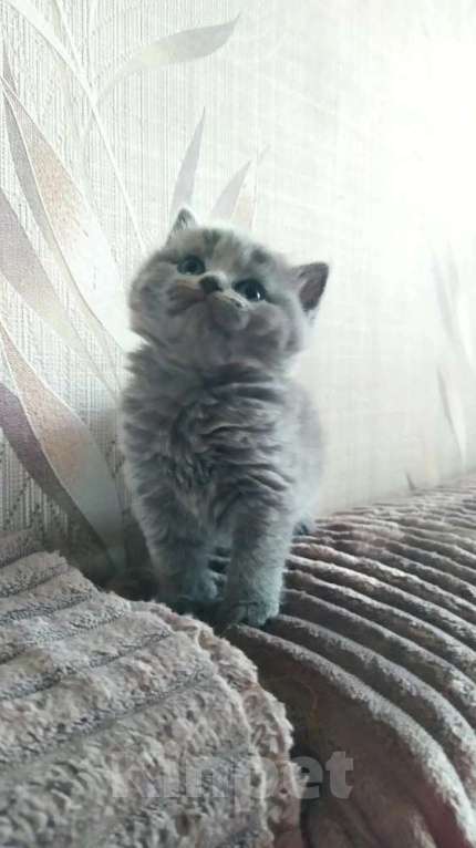 Кошки в Москве: Британская девочка Девочка, 18 000 руб. - фото 1