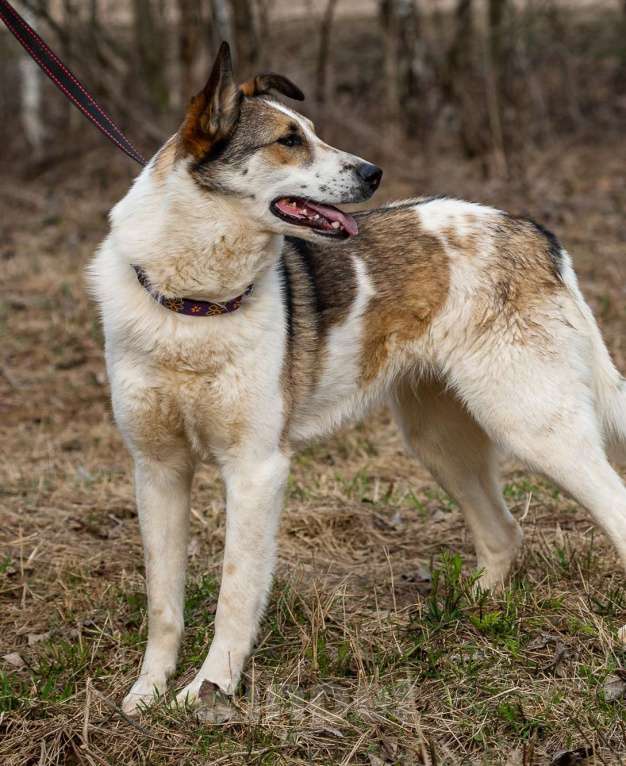 Собаки в Москве: Рокс . Девочка-любовь Девочка, 1 руб. - фото 5