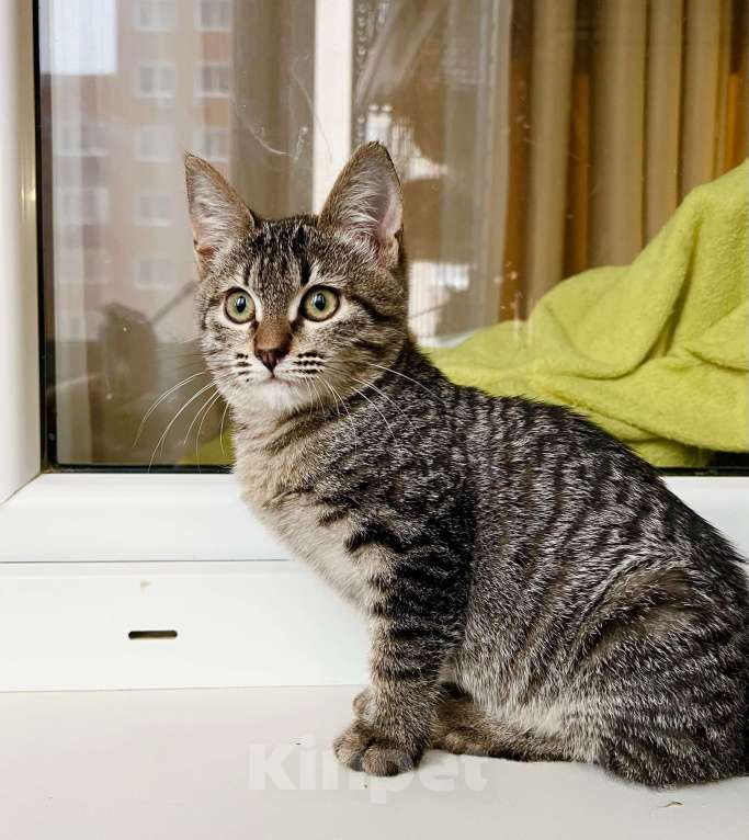 Кошки в Москве: Полосатая котенок Жужжа в добрые руки Девочка, Бесплатно - фото 4