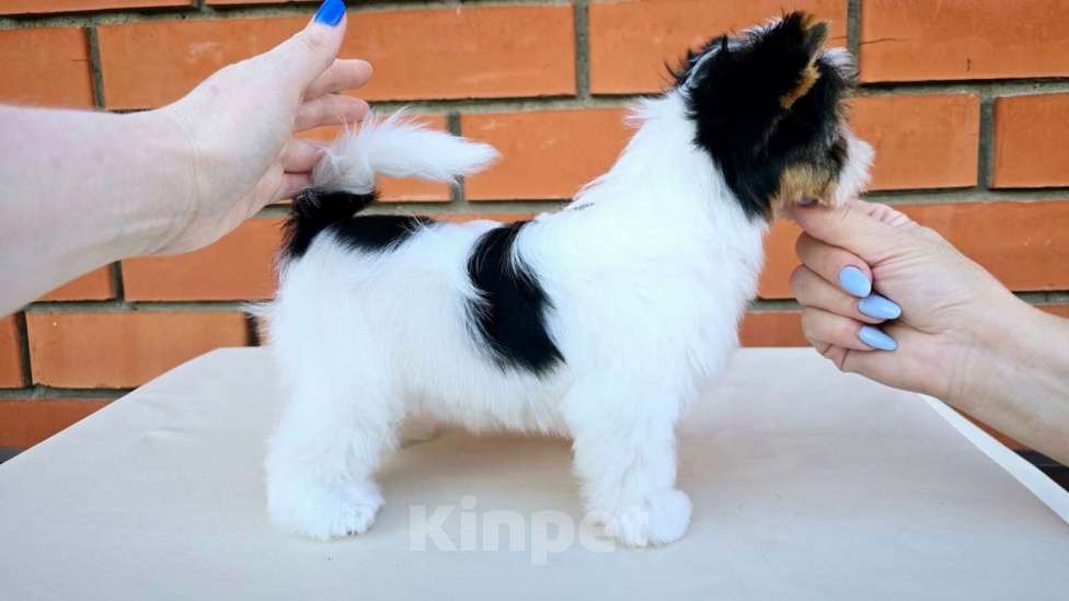 Собаки в Краснодаре: Кукольная Девочка, документы РКФ Девочка, 70 000 руб. - фото 4