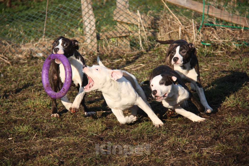 Собаки в других городах Московской области: Американский стаффордширский терьер щенки Мальчик, Бесплатно - фото 9