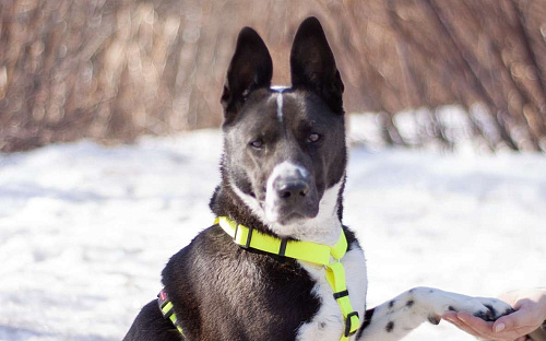 Статная добрая Тайра в поисках заботливой семьи и своего дома