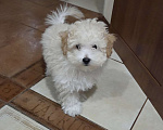 Собаки в Москве: Малыш Мальтипу Мальчик, Бесплатно - фото 5