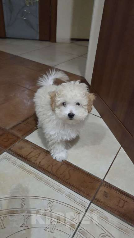 Собаки в Москве: Малыш Мальтипу Мальчик, Бесплатно - фото 5