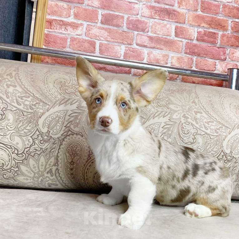 Собаки в Москве: Щенки вельш-корги кардиган Мальчик, Бесплатно - фото 5