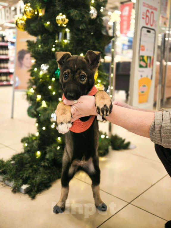 Собаки в Москве: Очаровательная малышка в поиске дома. Девочка, Бесплатно - фото 4