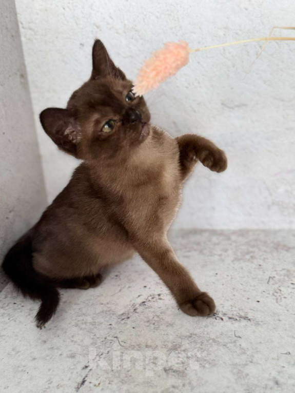 Кошки в Москве: Бурма окрас шоколад!  Мальчик, 40 000 руб. - фото 3