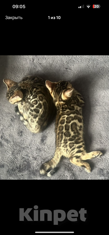 Кошки в Москве: Мальчик  Мальчик, 30 000 руб. - фото 3