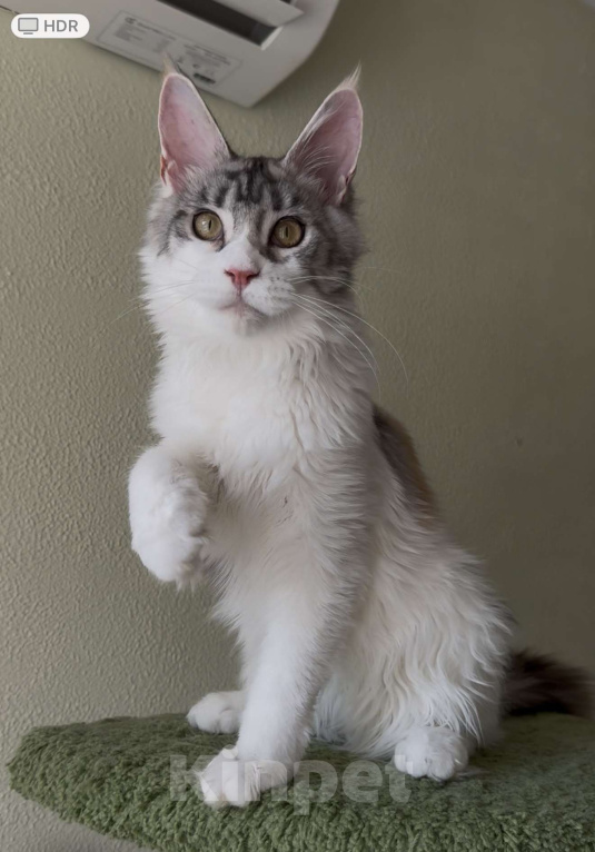 Кошки в Санкт-Петербурге: ЗАБАВА Девочка, 45 000 руб. - фото 2