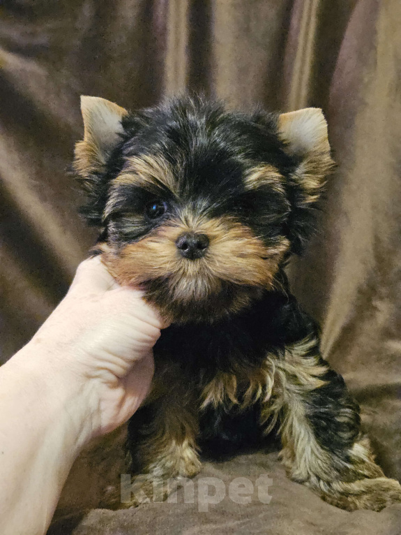 Собаки в Москве: Мальчик йорка  Мальчик, 60 000 руб. - фото 6