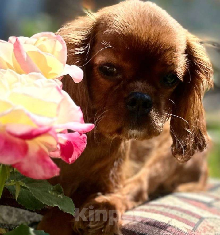 Собаки в Иваново: Очаровательная девочка Девочка, Бесплатно - фото 3