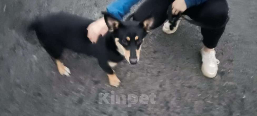 Собаки в Москве: Верный друг в добрые руки Мальчик, Бесплатно - фото 2