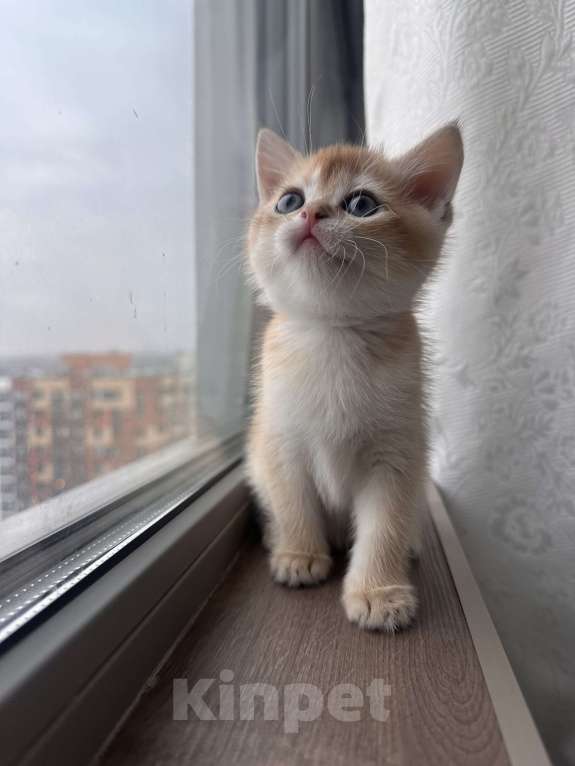 Кошки в других городах Московской области: Котенок золотая британская шиншилла Мальчик, 40 000 руб. - фото 6