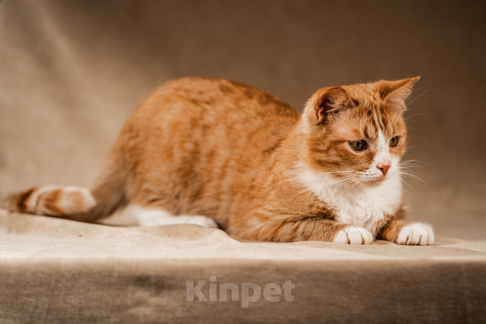 Кошки в Клине: Базилио — ласковый и скромный котик Мальчик, Бесплатно - фото 4