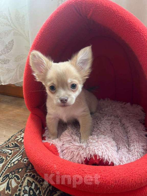 Собаки в Кемерово: Щенок чихуахуа Мальчик, 16 000 руб. - фото 4