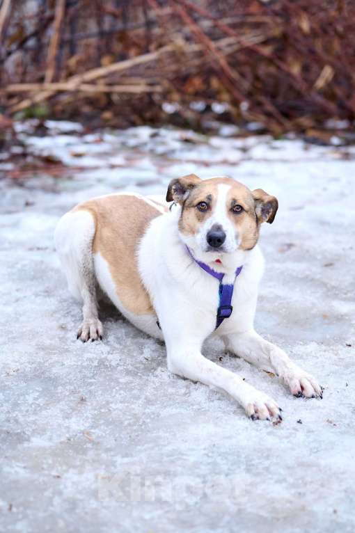 Собаки в Москве: Скромная Райна с веснушками в поисках дома Девочка, Бесплатно - фото 1