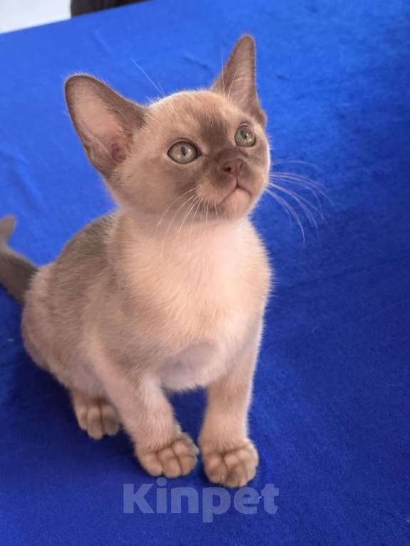 Кошки в Екатеринбурге: Европейские бурманские котята Девочка, Бесплатно - фото 6