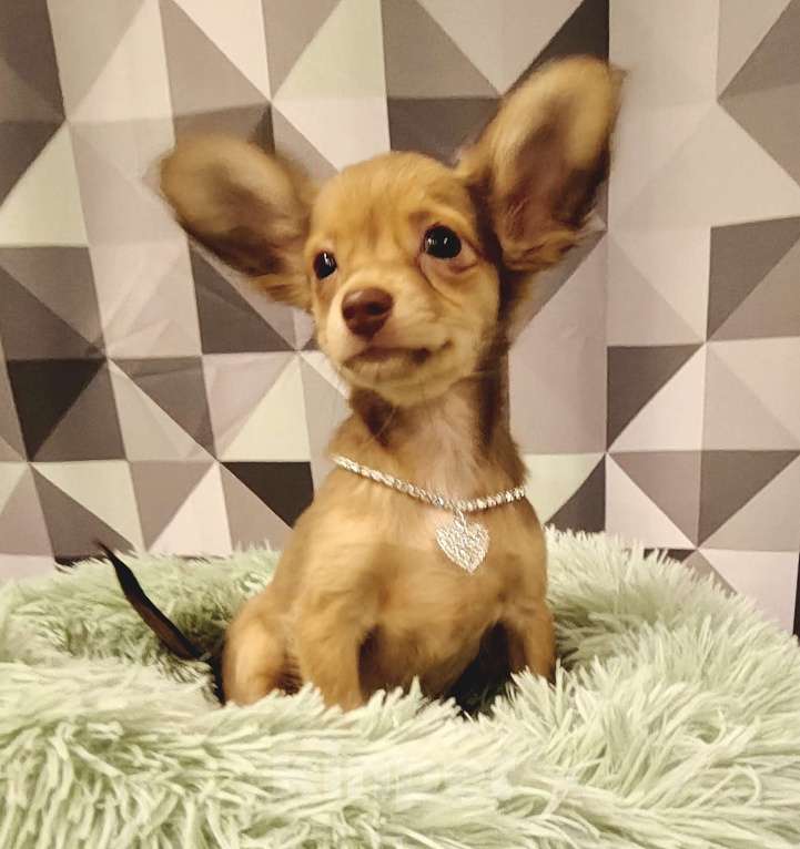 Собаки в Тюмени: Девочка тоечка😘 Девочка, 55 000 руб. - фото 2