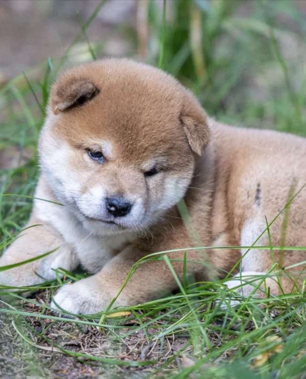 Собаки в Москве: Щенок сиба ину Девочка, 50 000 руб. - фото 2