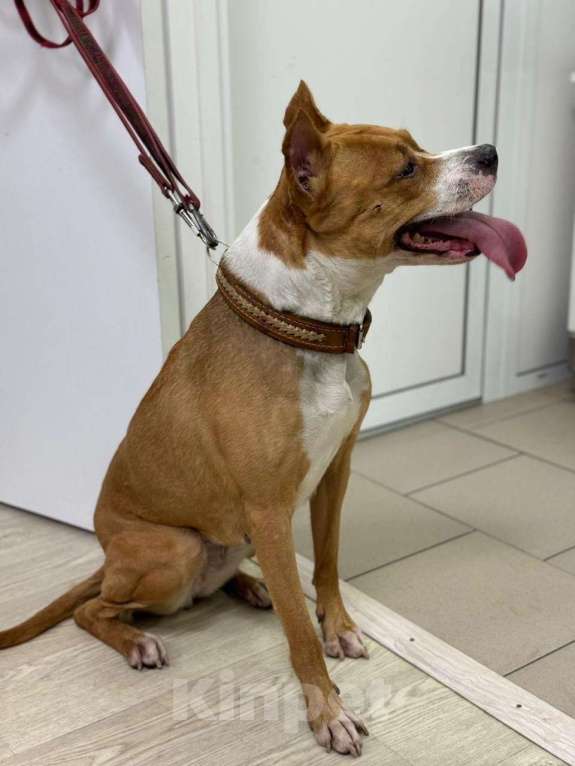 Собаки в Москве: Ищет семью собака Хельга. В добрые руки. Девочка, Бесплатно - фото 3