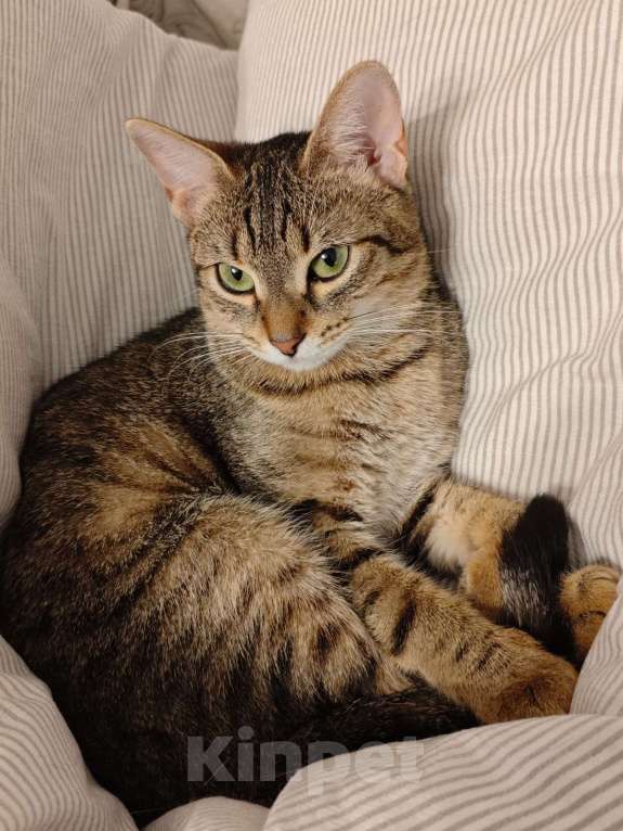 Кошки в Москве: Тимна ищет семью Девочка, 50 руб. - фото 1